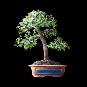 7-Year Old Jade Bonsai - Informal Upright Style