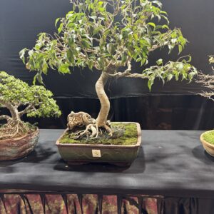12 Year Old Bonsai Ficus Benjamina - Informal Upright Style