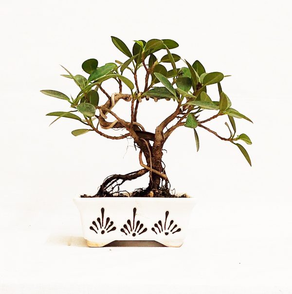 ficus green island bonsai