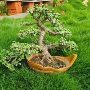 9 Years Old - Jade Portulacaria Afra Shohin Bonsai