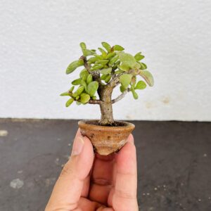 Super Mini-3 inches-2 Years Old Beautiful Jade Bonsai (Shito Size)