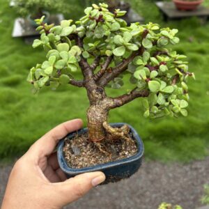 🌿 4 Years Old Mini Cute Jade Bonsai – A Symbol of Luck & Prosperity