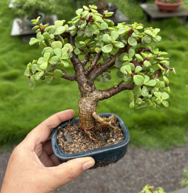 🌿 4 Years Old Mini Cute Jade Bonsai – A Symbol of Luck & Prosperity