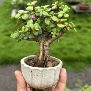 🌿 3 Years Old Mini Cute Jade Bonsai – A Symbol of Luck & Prosperity