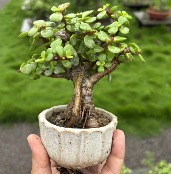 🌿 3 Years Old Mini Cute Jade Bonsai – A Symbol of Luck & Prosperity