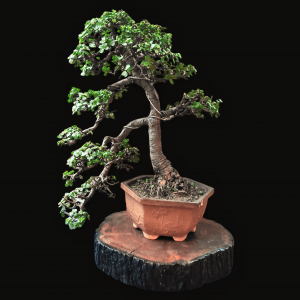11 Years Old Jade Bonsai - Informal Upright StyledBonsai