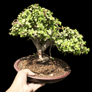 5 Years Old Lucky Plant - Jade Bonsai For Gifting