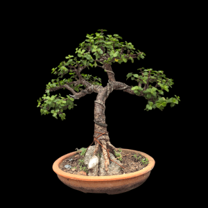 4 Years Old Jade Bonsai - Informal Upright Shohin Bonsai