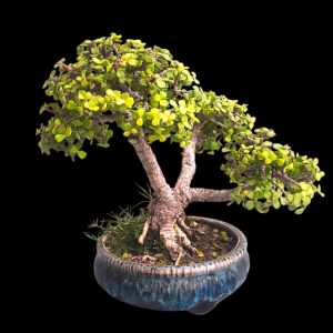7-Year-Old Broom Style Jade Bonsai – Feng Shui Wealth & Harmony Tree