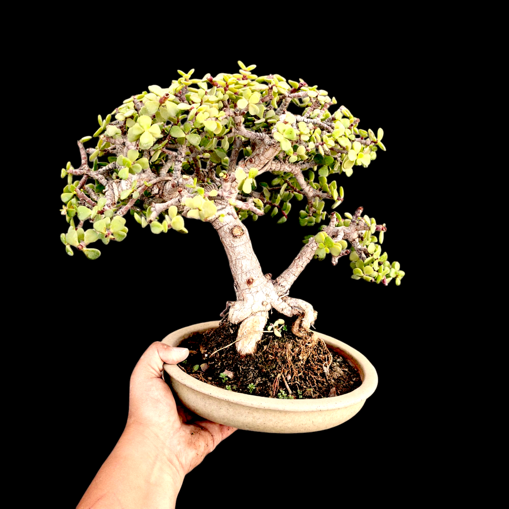 Beautiful Small Jade Bonsai | Buy Bonsai Online in India