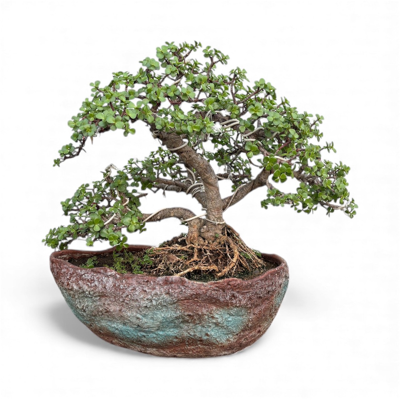 Photoroom_20251113_102655