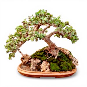 6 Years Old Jade Bonsai in a beautiful Ceramic Tray with Natural Rocks