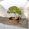 7-Year-Old Broom Style Jade Bonsai – Feng Shui Wealth & Harmony Tree