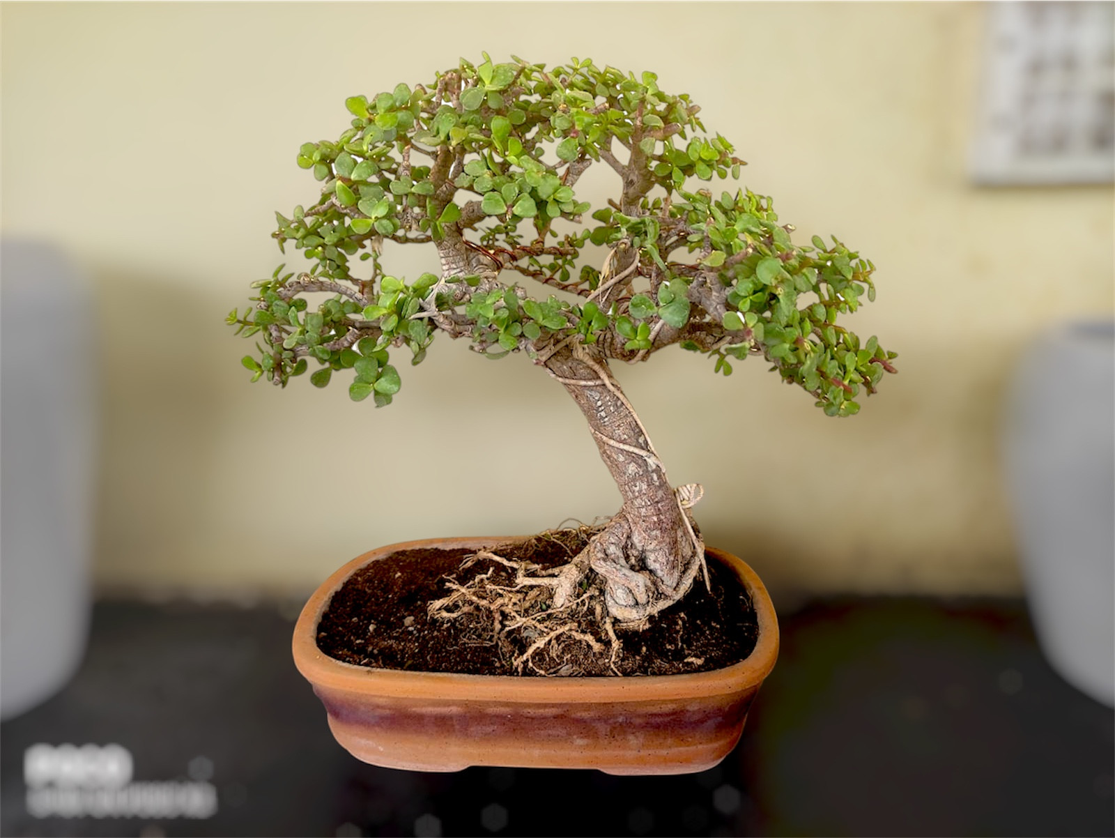 Photoroom_20260415_163253