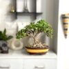 Designer 8-Year Jade Bonsai – Living Sculpture