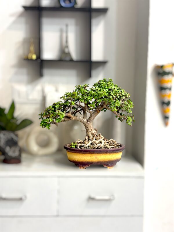 Designer 8-Year Jade Bonsai – Living Sculpture