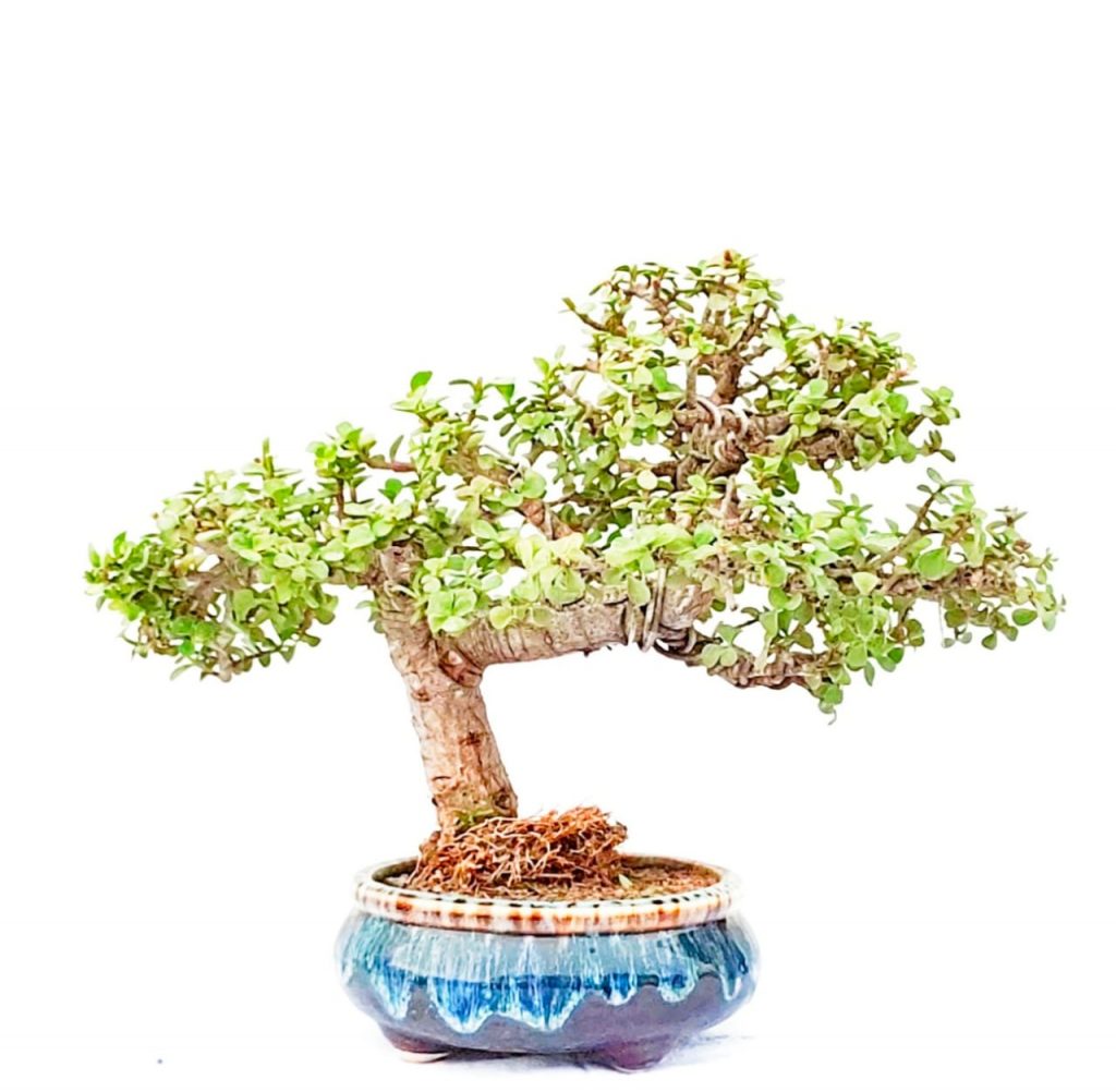 SemiCascade Jade Bonsai Portulacaria Afra Bonsai Shohin Bonsai