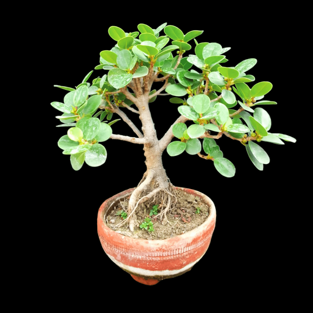 Ficus Retusa Bonsai 'S shape' – Végétal Design Qc