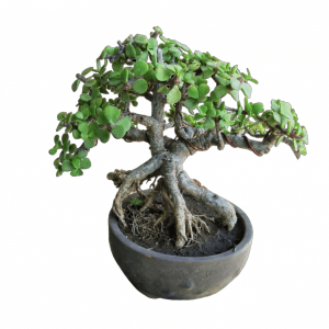 4 Years Old Jade Bonsai - Informal Upright Mame Bonsai