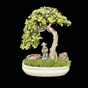 6 Years Old Jade Bonsai - Umbrella Shaped Formal Upright Bonsai