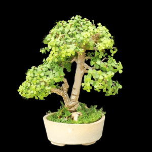 4 Years Old Jade Bonsai - Umbrella Shaped