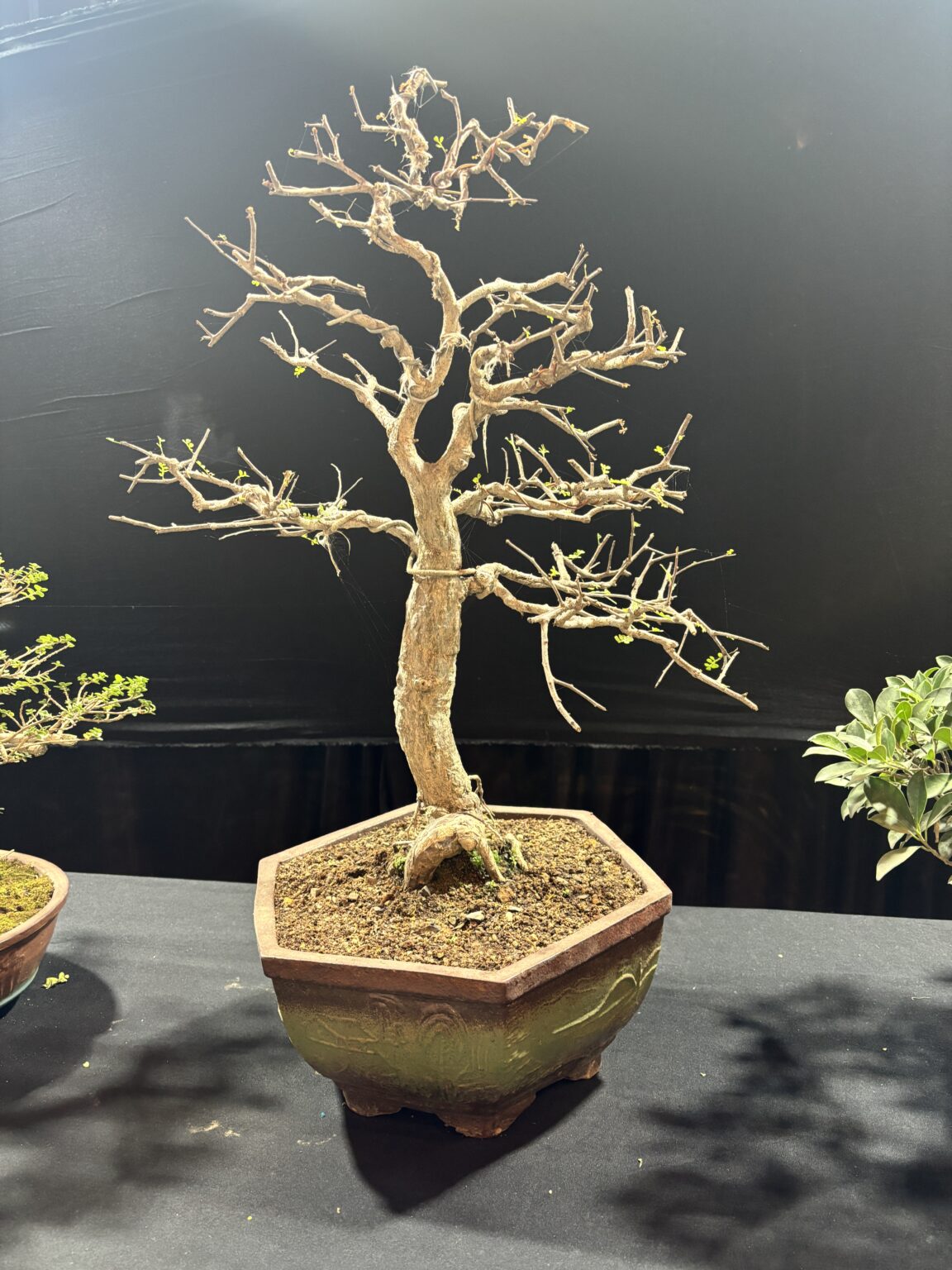Collector's Selection Exotic Bonsai | Buy Bonsai Online in India