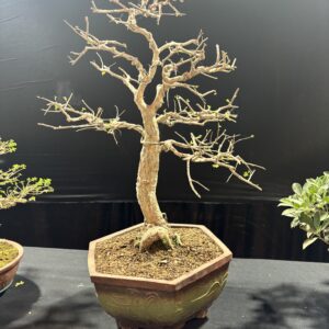 Collector’s Selection: 10-Year-Old Exotic Operculicarya decaryi Bonsai from Madagascar