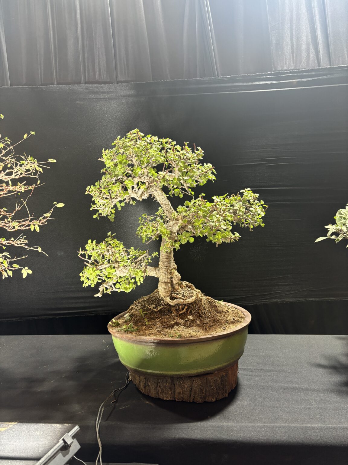 BONSAI出品 Heritage Jade Bonsai Informal Upright Style | Buy Bonsai in India
