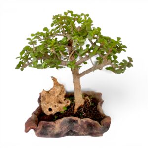 Best Gtifting Option - 4 Years Old Jade Bonsai - Umbrella Shaped Bonsai