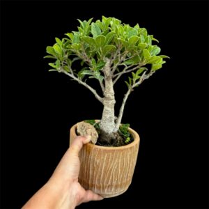 Thoughtful Gifting Made Simple – Ficus Bonsai for Loved Ones (5 Years Old)