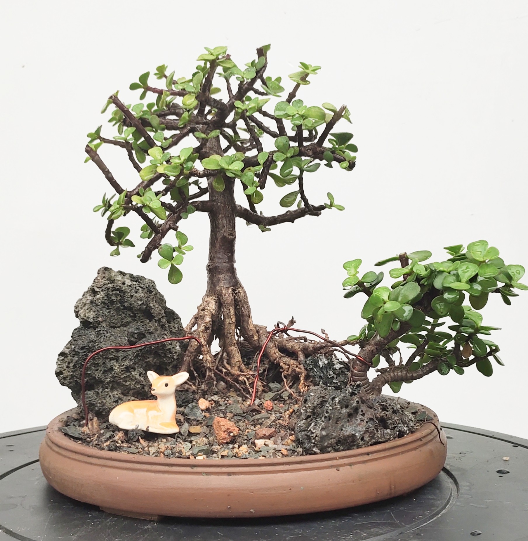 Jade Bonsai | Portulacaria Afra Bonsai | Bonsai Landscape