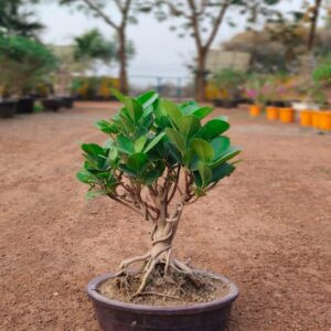 4 Years Old Ficus Green Island Broom Style Mame Bonsai