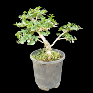 4 Year Old Premna Microphylla Bonsai Material