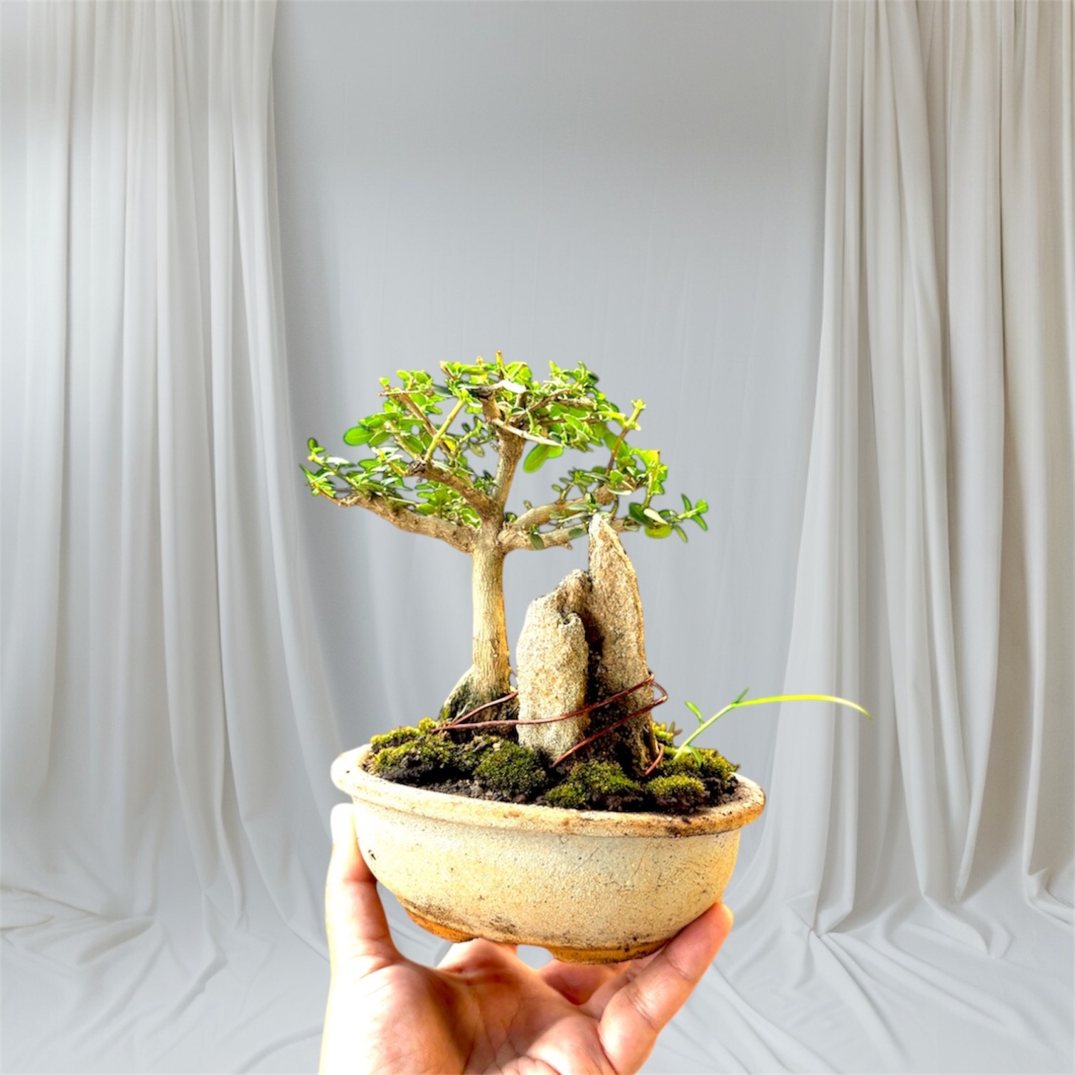 Photoroom_20251010_195925