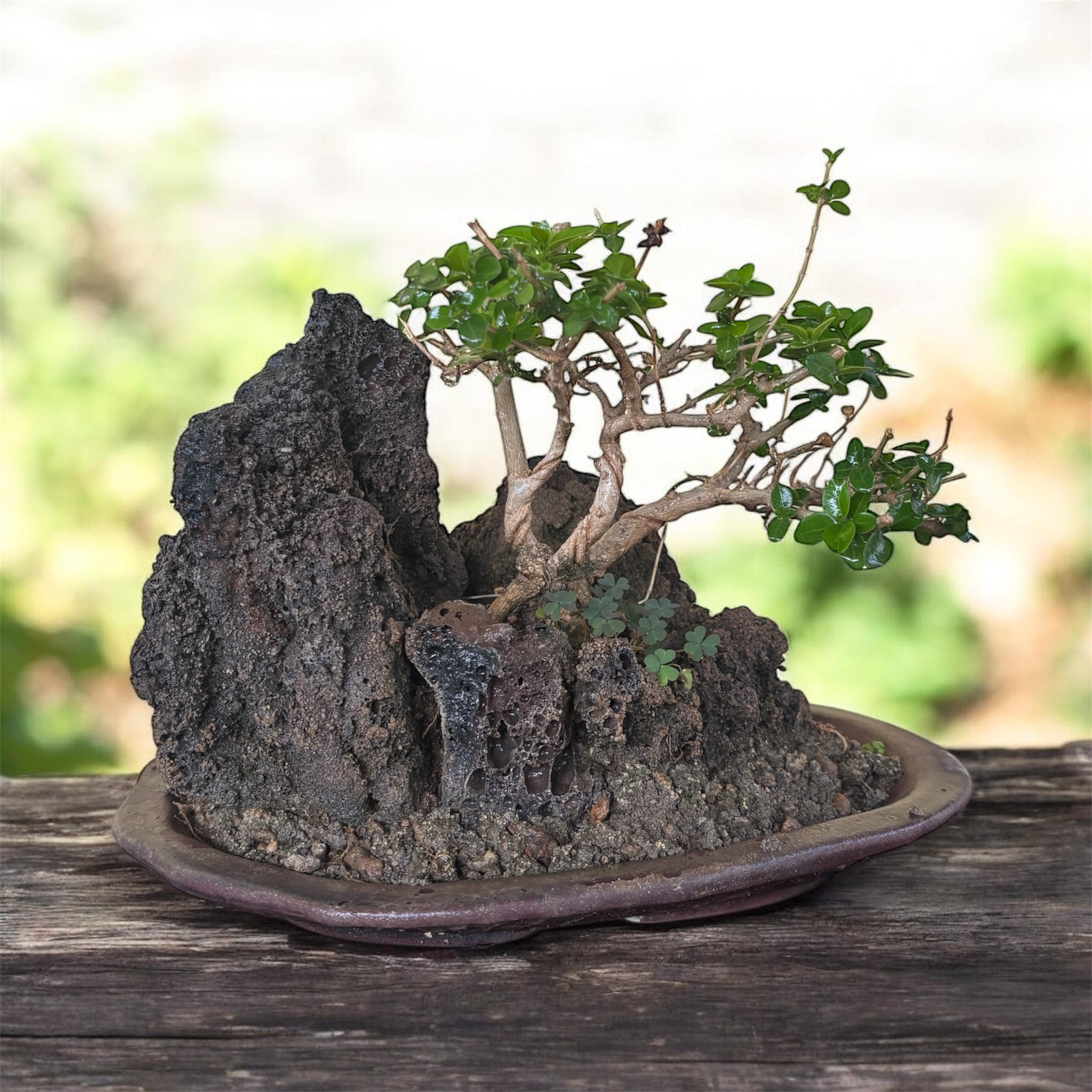 Photoroom_20260203_212137