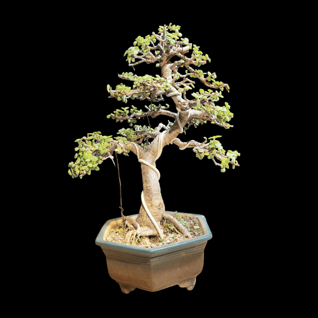 BONSAI出品 Jade Bonsai | Portulacaria Afra Bonsai | 11 Years Old | Informal