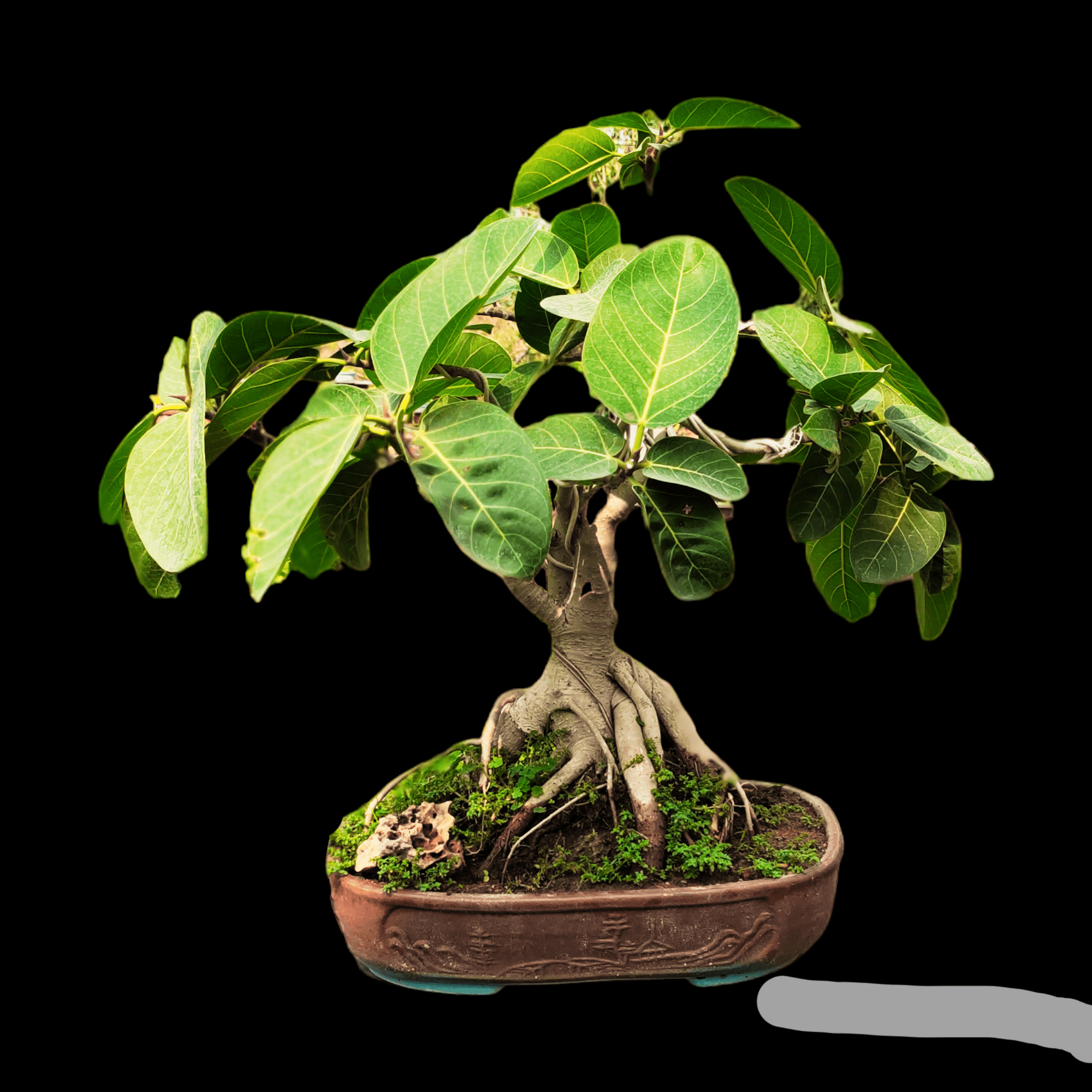 banyan tree bonsai