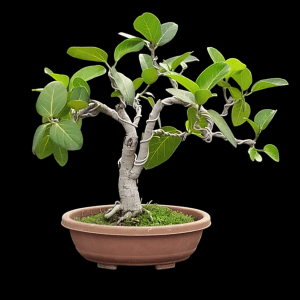 7 Years Old Banyan Bonsai in Broom Style