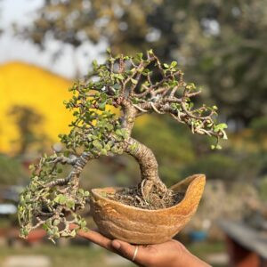 Unique Semi-Cascade Jade Bonsai – 4 Years Old