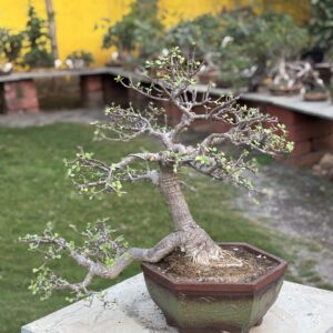 11-Year Aged Jade Bonsai – Rare Semi-Cascade Form for Collectors
