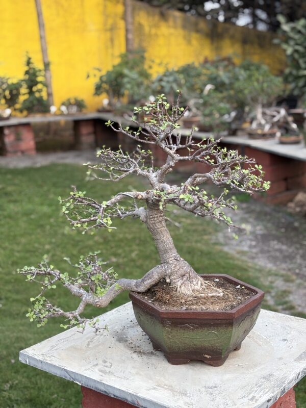 11-Year Aged Jade Bonsai – Rare Semi-Cascade Form for Collectors