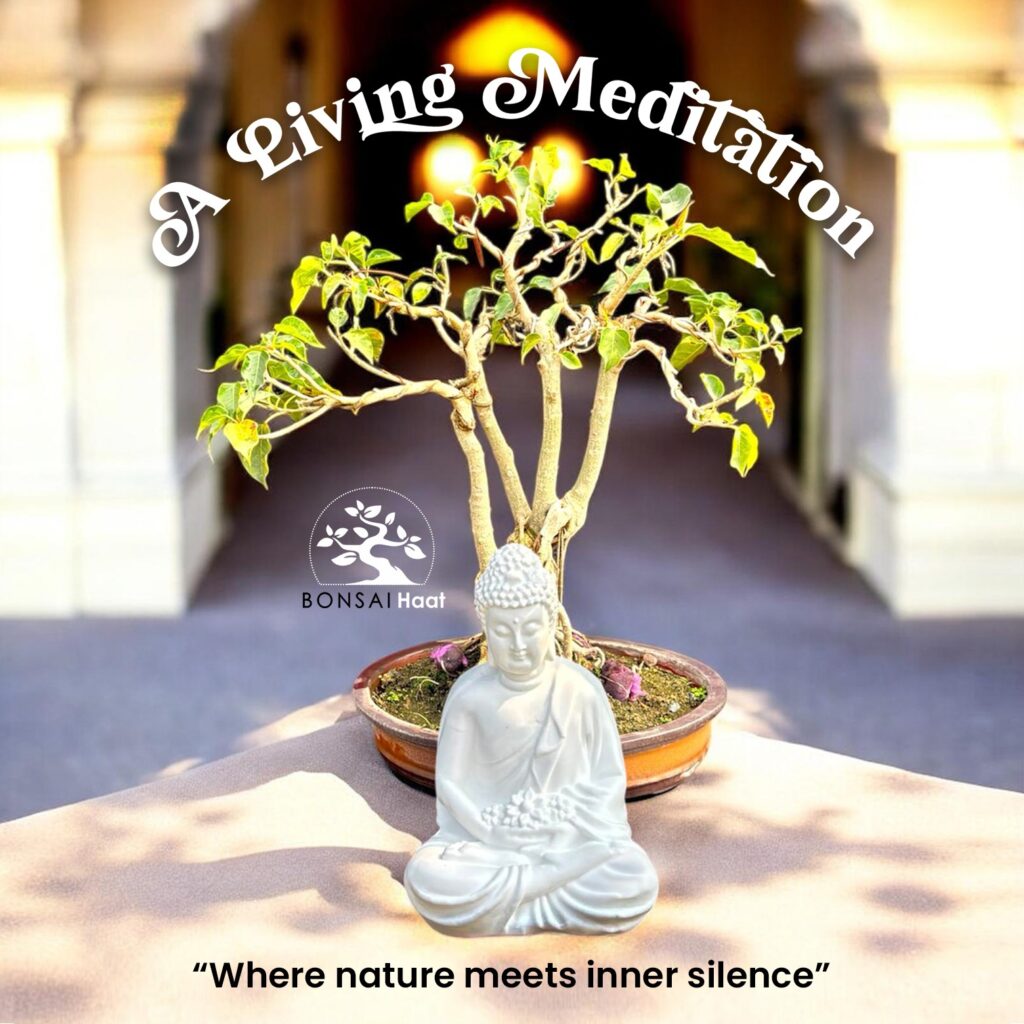 10 Years Old Bodhi Peepal Bonsai in Umbrella Style Canopy with Buddha Statue