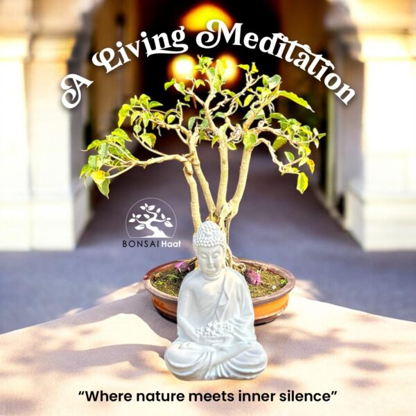 15 Years Old Bodhi Peepal Bonsai in Umbrella Style Canopy with Buddha Statue