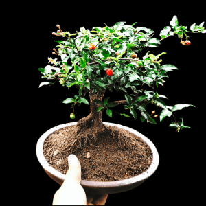 3 Years Old Barbados Cherry (Malpighia Glabra) Broom Style Bonsai