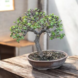 Best-Selling 5-Year-Old Jade Bonsai in Broom Style