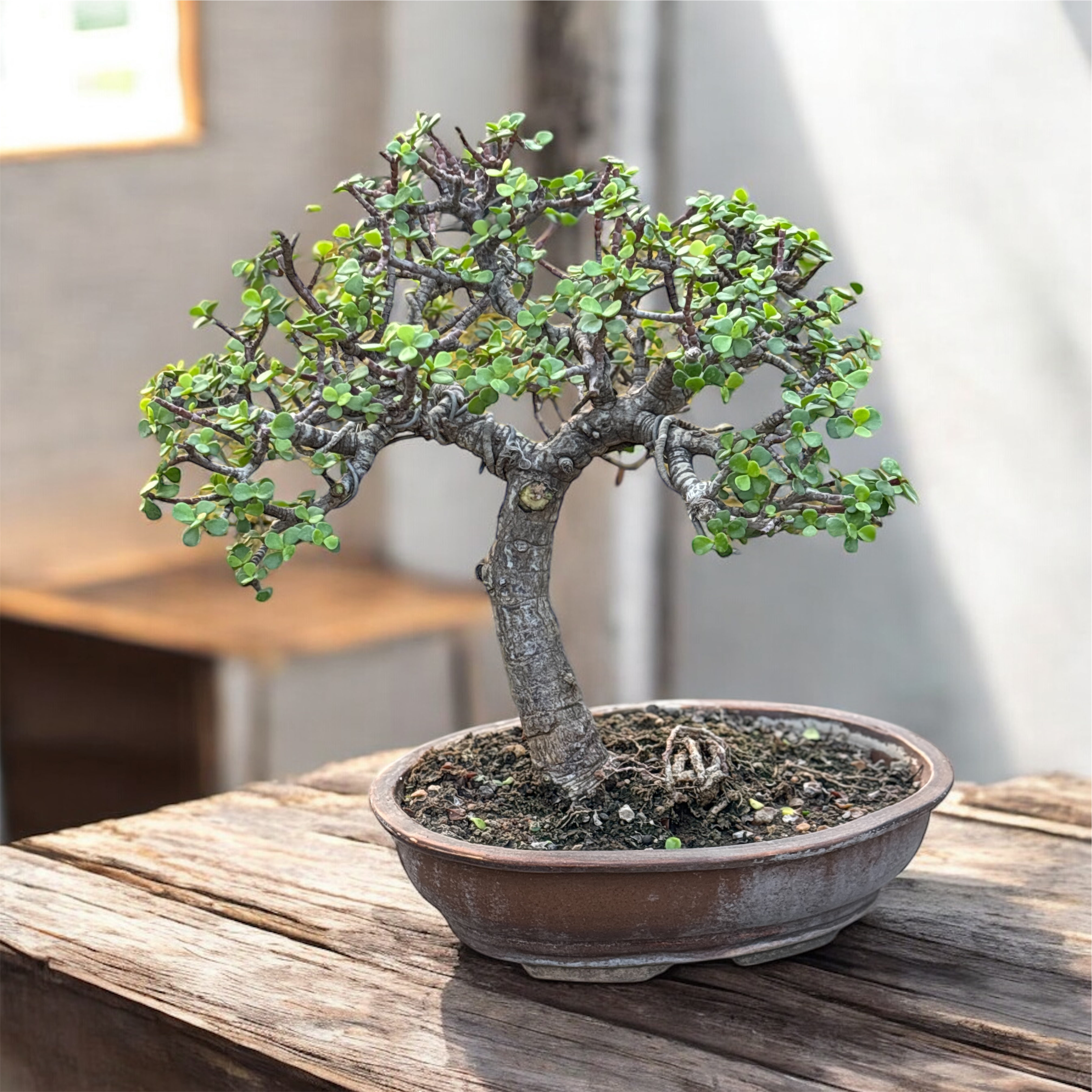 Photoroom_20251222_091549