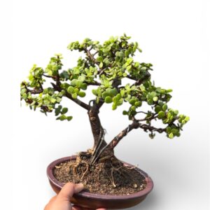 Vastu Recommended Jade Plant Bonsai – 4-Year-Old Lucky 8-Inch Bonsai in Ceramic Tray