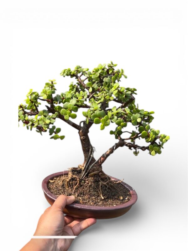 Vastu Recommended Jade Plant Bonsai – 4-Year-Old Lucky 8-Inch Bonsai in Ceramic Tray