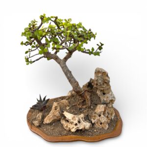Jade Bonsai Miniature Landscape with Natural Rocks in Penjing Tray