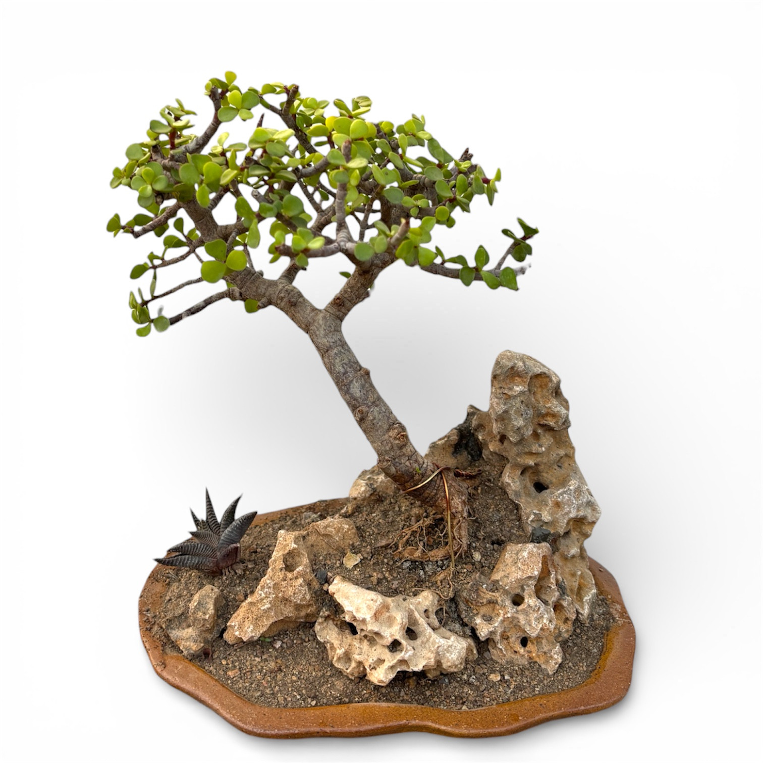 Photoroom_20260206_160947